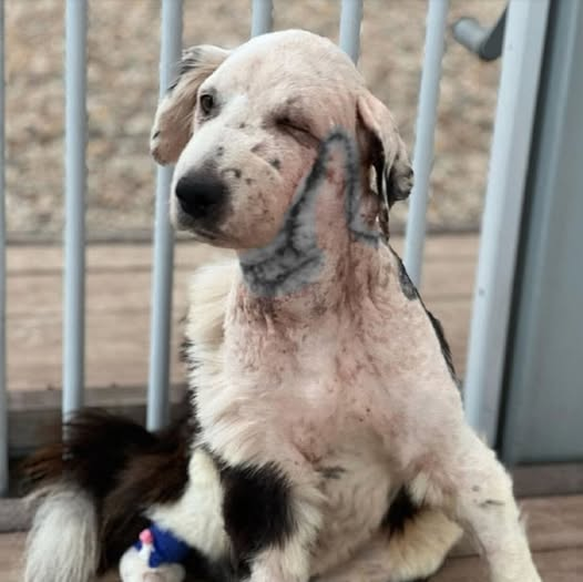 From Abandonment to Belonging: Chito’s Journey to a Loving Home