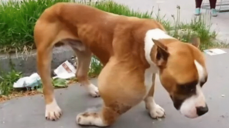 Alphonzo’s Journey: From Abandoned Woods to a Life Full of Love