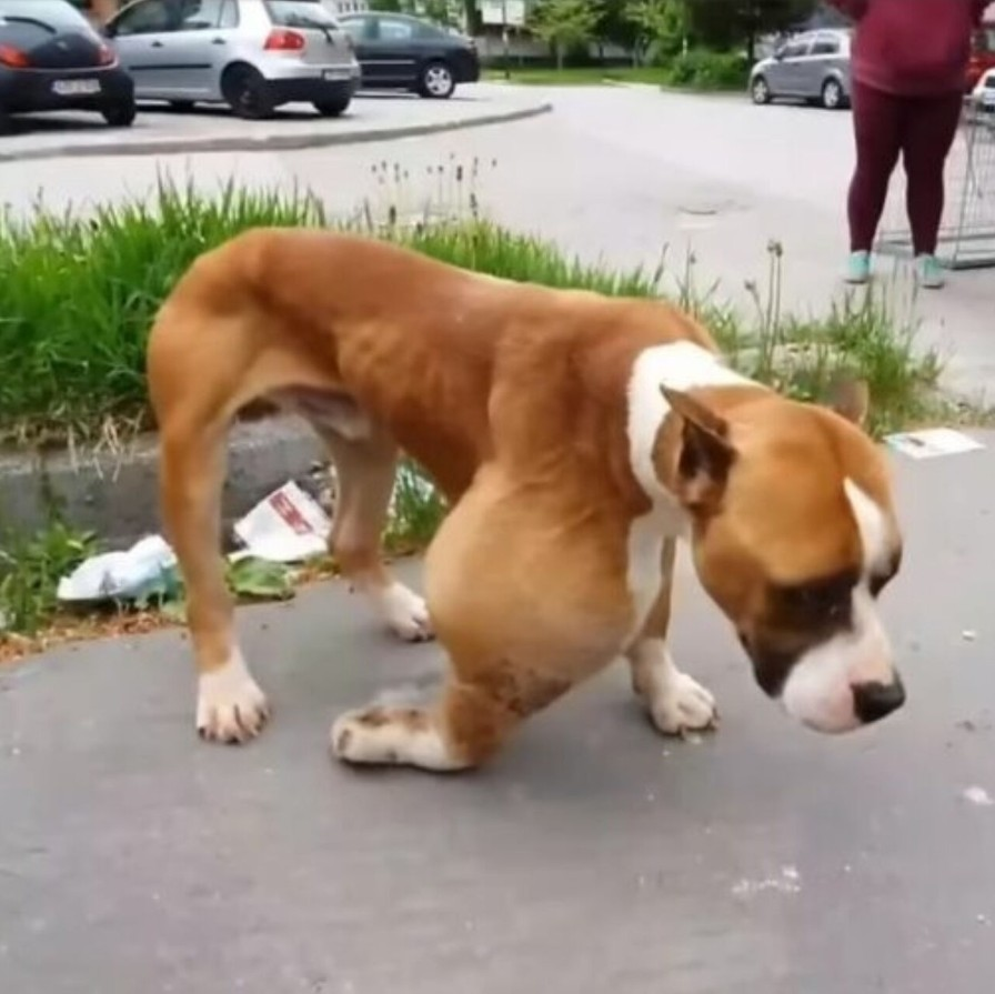 Alphonzo’s Journey: From Abandoned Woods to a Life Full of Love