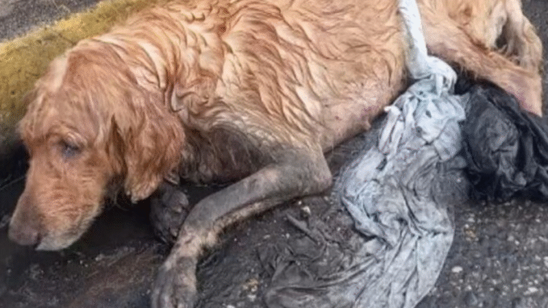 A Rainy Day Rescue: The Journey of a Dog from Abandonment to Hope