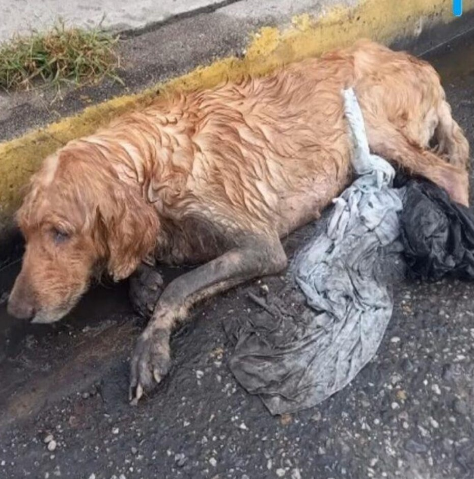 A Rainy Day Rescue: The Journey of a Dog from Abandonment to Hope