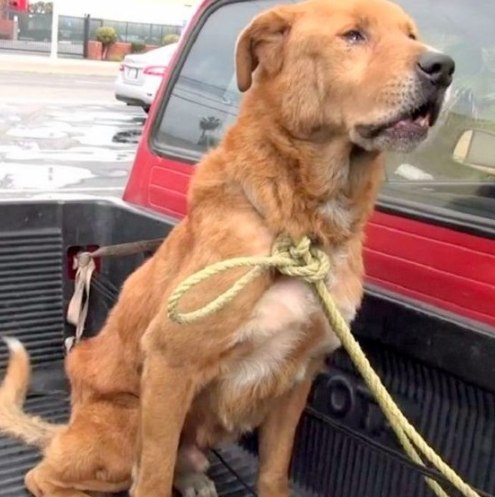A Second Chance for a Forgotten Friend