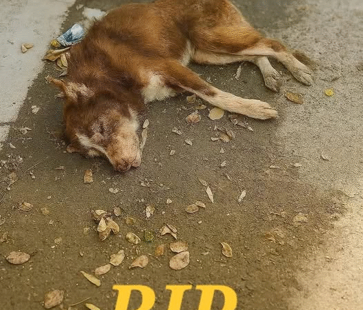 Behind The Eyes: The Silent Cries of Forgotten Dogs
