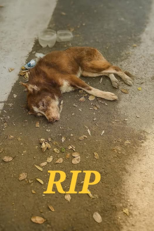 Behind The Eyes: The Silent Cries of Forgotten Dogs