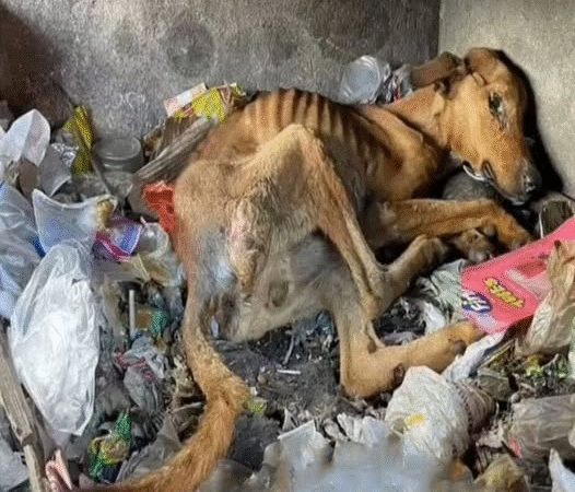 A Journey from Abandonment to Hope: The Heartwarming Recovery of a Rescued Puppy in Greece