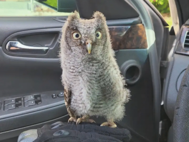 Stranded Owlet in Parking Lot Gets Unexpected Help…f