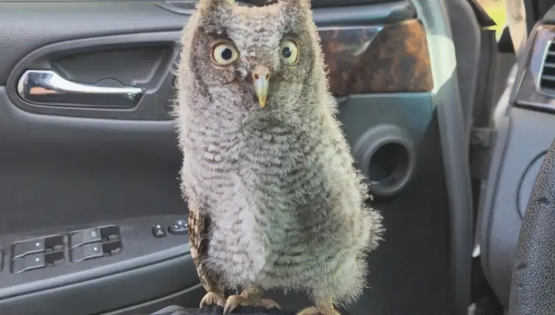 Stranded Owlet in Parking Lot Gets Unexpected Help…f