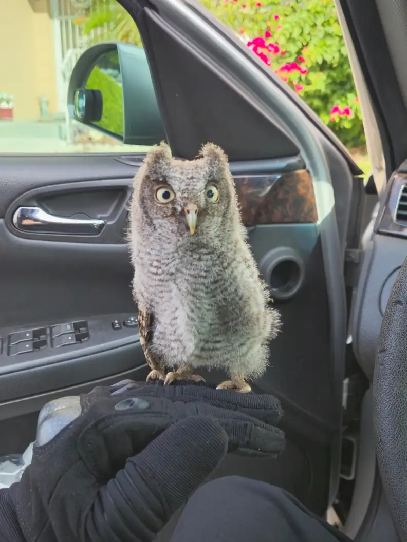 Stranded Owlet in Parking Lot Gets Unexpected Help…f