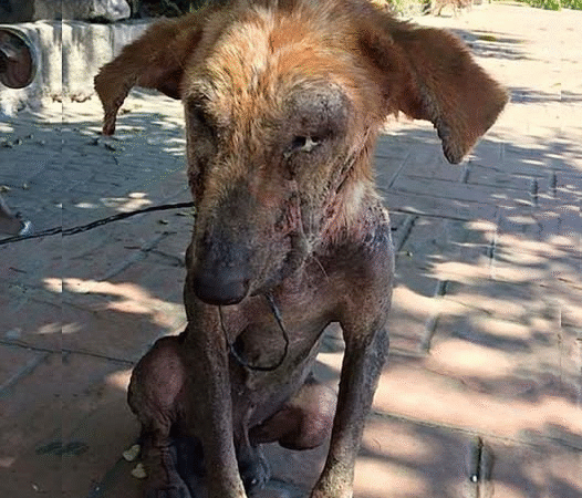 A Stray’s Journey from Despair to Love