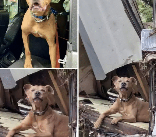 The Dog Who Waited by the River