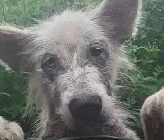 The Night a Puppy’s Life Changed Forever