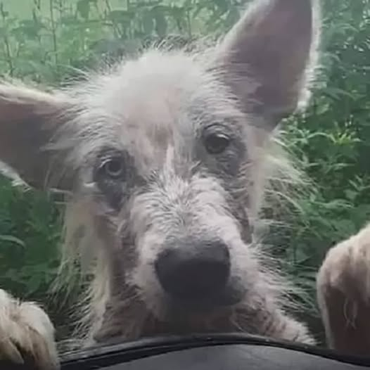 The Night a Puppy’s Life Changed Forever