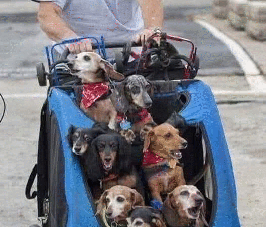 Faith in Humanity Restored: The Man Who Gives Paralyzed Dogs a Second Chance at Life