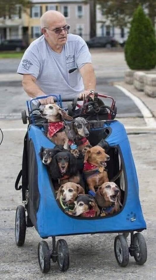 Faith in Humanity Restored: The Man Who Gives Paralyzed Dogs a Second Chance at Life