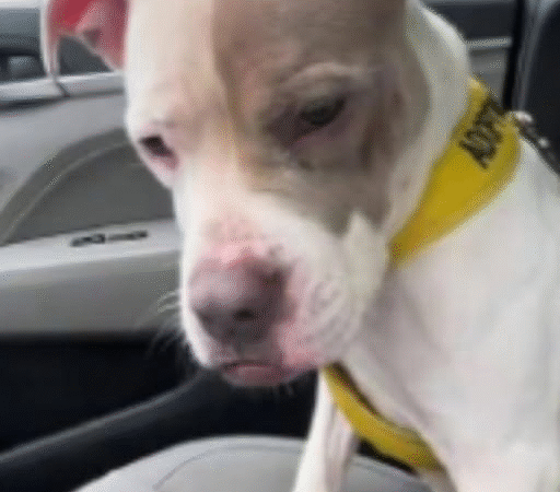 The Heartbreaking Return: A Dog’s Tearful Goodbye to the Home She Thought Was Forever