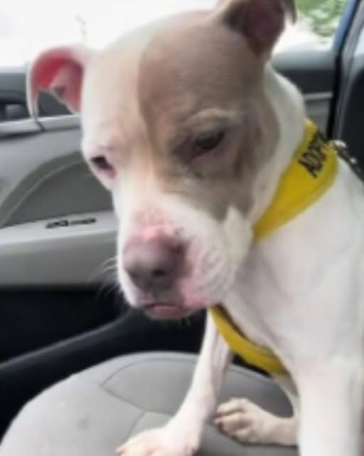 The Heartbreaking Return: A Dog’s Tearful Goodbye to the Home She Thought Was Forever