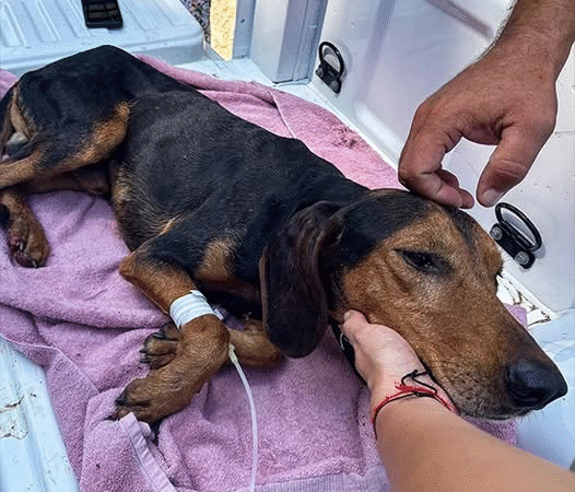 A Second Chance at Life: The Struggle and Hope of Animals Rescued from Greece’s Wildfires