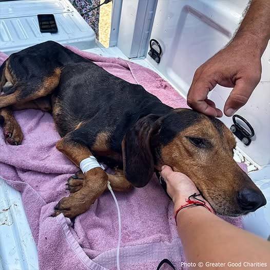 A Second Chance at Life: The Struggle and Hope of Animals Rescued from Greece’s Wildfires