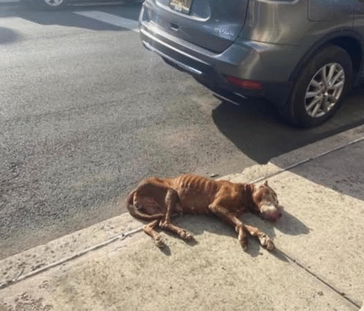 A Second Chance for Feisty: From the Brink of Death to a Life Filled With Love