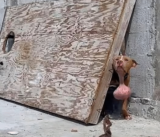 A Second Chance at Life: The Inspiring Journey of a Rescued Dog