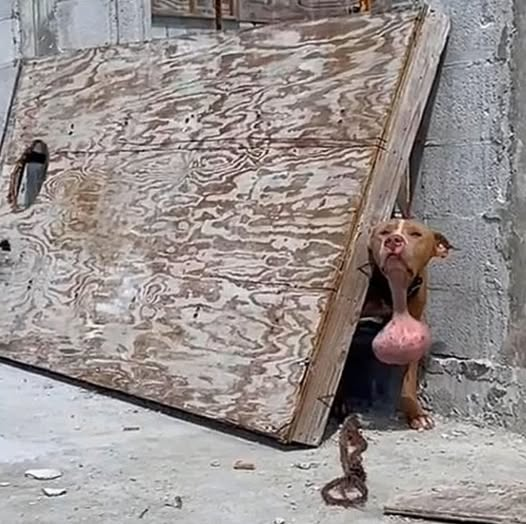 A Second Chance at Life: The Inspiring Journey of a Rescued Dog