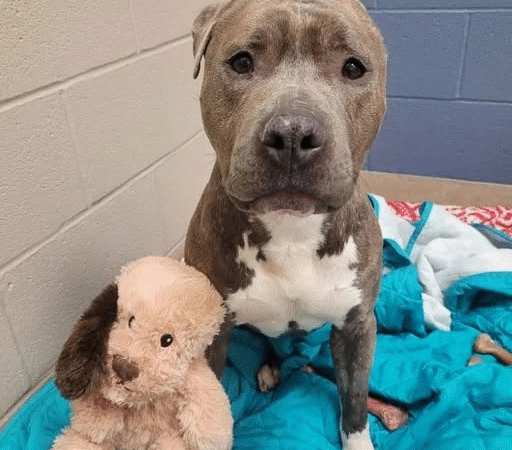 Bruno’s Badge of Courage: The Dog Who Taught the World About Hope
