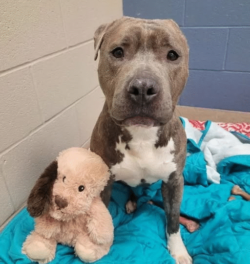 Bruno’s Badge of Courage: The Dog Who Taught the World About Hope