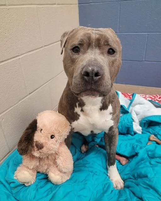 Bruno’s Badge of Courage: The Dog Who Taught the World About Hope