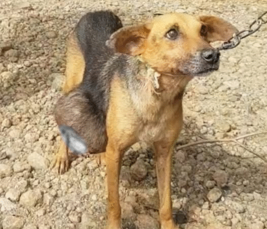 From Neglect to Love: Chompito’s Journey to a New Life