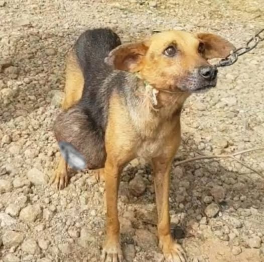 From Neglect to Love: Chompito’s Journey to a New Life