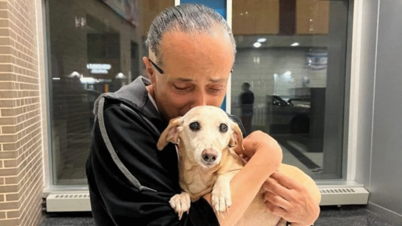 The Emotional Reunion of Angel and Bam Bam: A Story of Hope, Loss, and Unbreakable Bonds