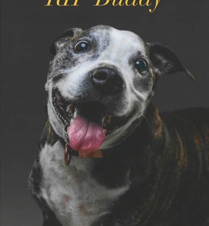 A Gentle Goodbye: Celebrating Buddy’s Final Chapter Filled with Love