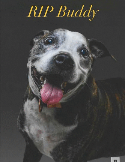 A Gentle Goodbye: Celebrating Buddy’s Final Chapter Filled with Love