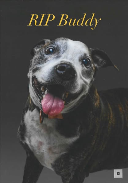 A Gentle Goodbye: Celebrating Buddy’s Final Chapter Filled with Love