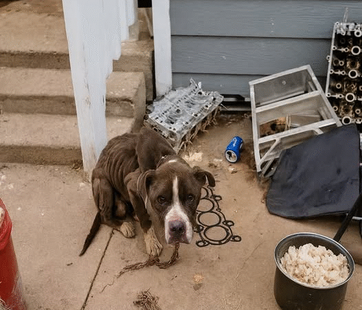 Chevelle’s Second Chance: From Chains to Love
