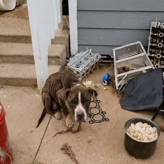 Chevelle’s Second Chance: From Chains to Love