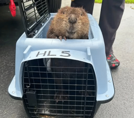 Baby Beaver Shows Heartwarming Smile After Rescue…..d