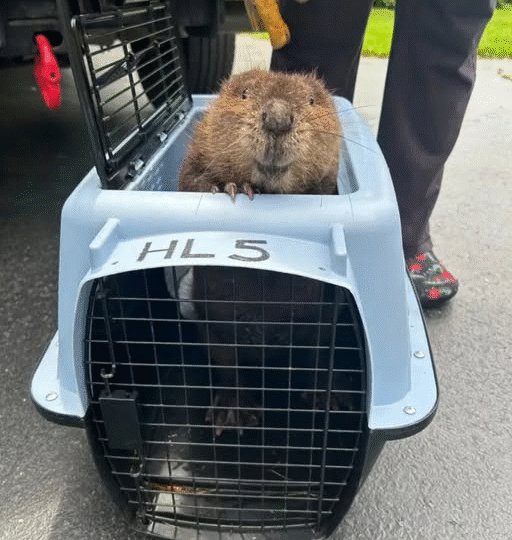 Baby Beaver Shows Heartwarming Smile After Rescue…..d