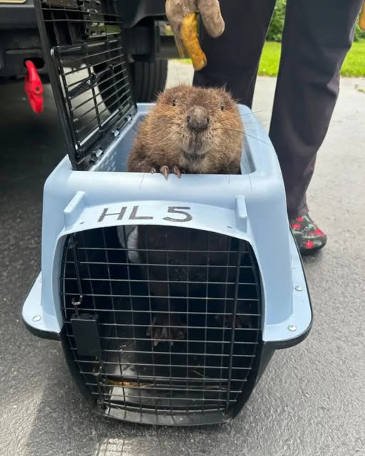 Baby Beaver Shows Heartwarming Smile After Rescue…..d