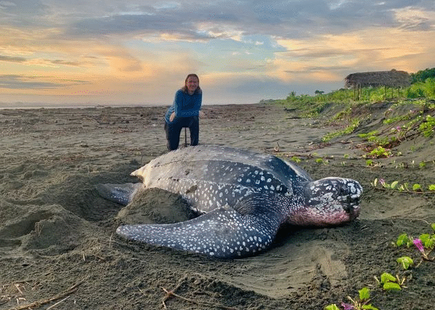 The Last Push: A Leatherback’s Fight for Life…d