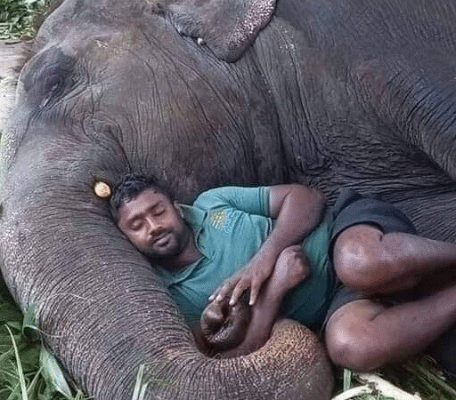 When an Elephant Trusted a Man:The Quiet Power of Connection…v