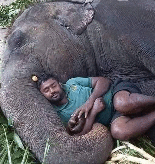 When an Elephant Trusted a Man:The Quiet Power of Connection…v