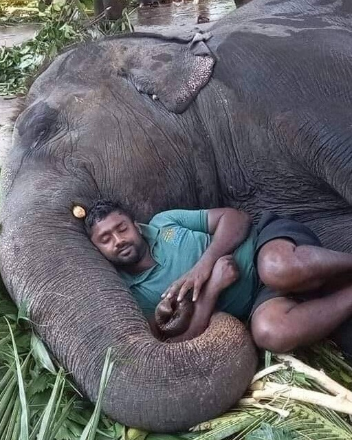When an Elephant Trusted a Man:The Quiet Power of Connection…v