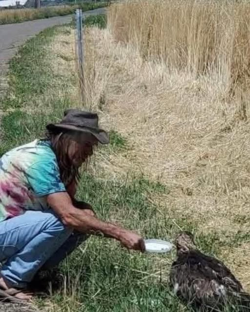 The Eagle, the Road, and the Screechof Freedom….f