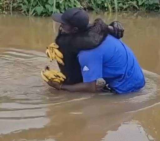 Rescued Chimp Reunites With HisHero—And Can’t Stop Hugging Him…j