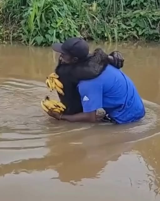 Rescued Chimp Reunites With HisHero—And Can’t Stop Hugging Him…j