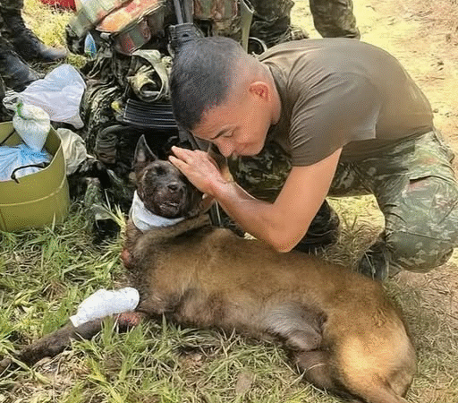 Sansón: The Four-Legged Hero WhoWalked Into Danger to Save Others..j