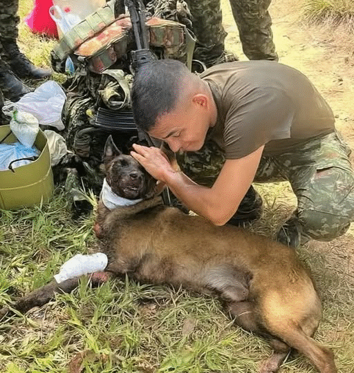 Sansón: The Four-Legged Hero WhoWalked Into Danger to Save Others..j