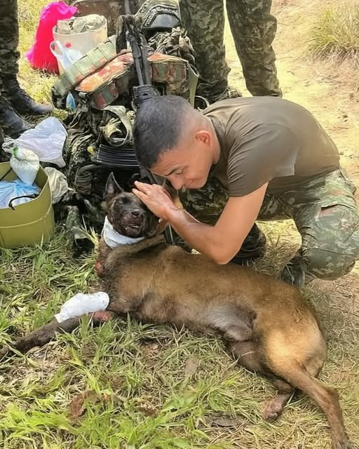 Sansón: The Four-Legged Hero WhoWalked Into Danger to Save Others..j