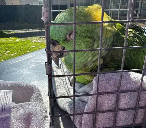 40-Year-Old Parrot Waits Alone for 2 Weeks in Empty Home, Collapses After Finally Being Rescued.,..s
